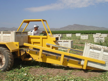 Harvesting Onions