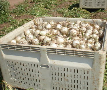 Large Crate of Onions