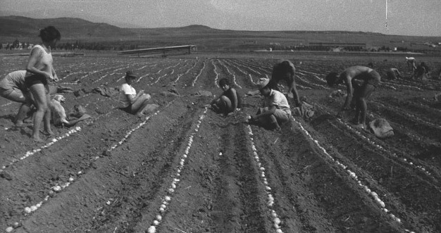 Group of Farmers Picking for Onions